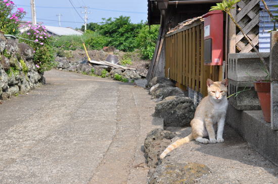 黄島の猫写真_e0171573_18612.jpg