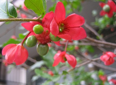 c0229483_8273736.jpg