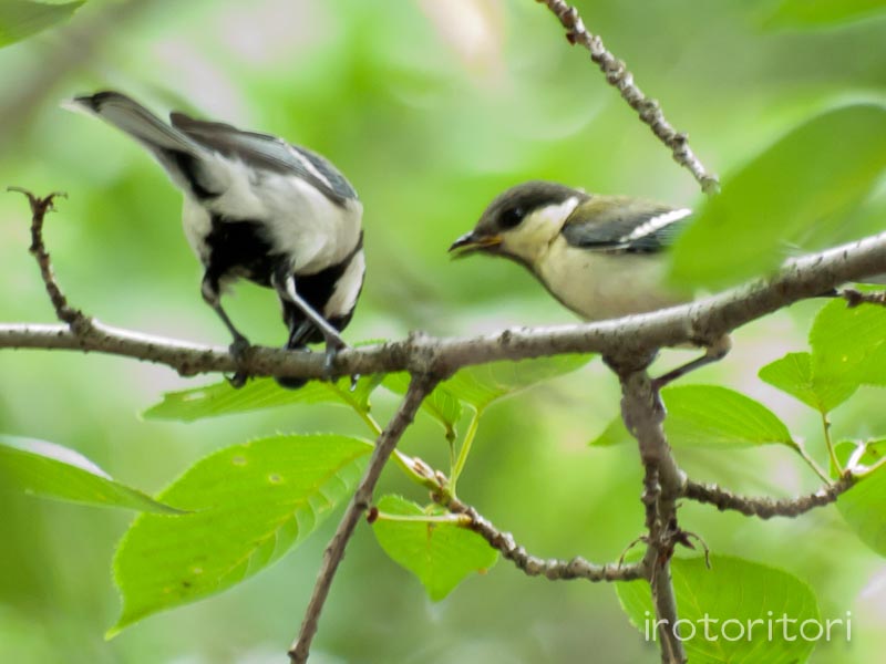 根川緑道　シジュウカラ　　2011/06/14_d0146592_8581344.jpg