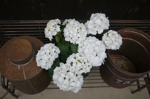 生紫陽花_f0226293_823463.jpg