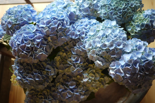 生紫陽花_f0226293_82599.jpg