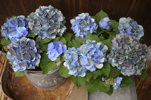 生紫陽花_f0226293_82955.jpg