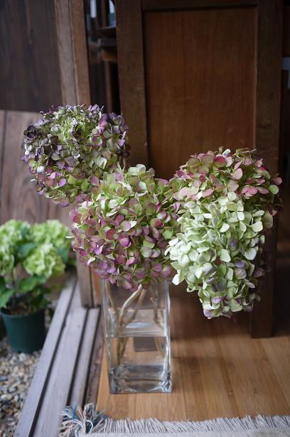 生紫陽花_f0226293_832136.jpg