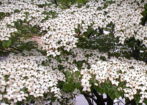 ●梅雨時の白花三題、その1_d0053294_12452623.jpg