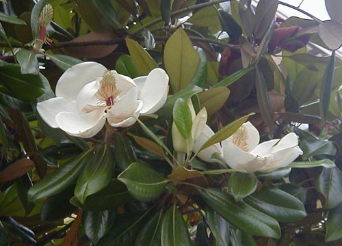 ●梅雨時の白花三題、その１_d0053294_1245841.jpg