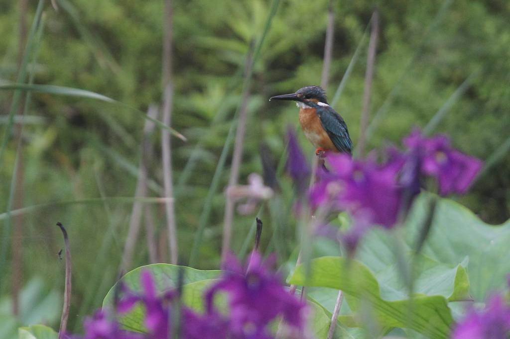 花菖蒲とカワセミ_b0024798_5131041.jpg