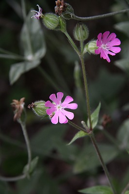 a0123003_017345.jpg
