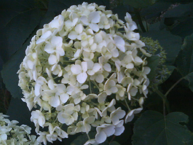 c0023406_73885.jpg