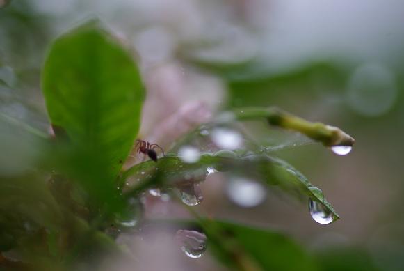 雨あがりの朝　＃３_f0155808_831219.jpg