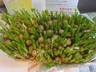 家庭菜園?~新たな育成!_d0091909_10505984.jpg