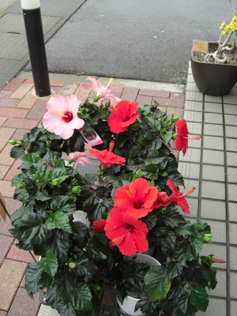 ハイビスカスの花_f0226713_1420538.jpg