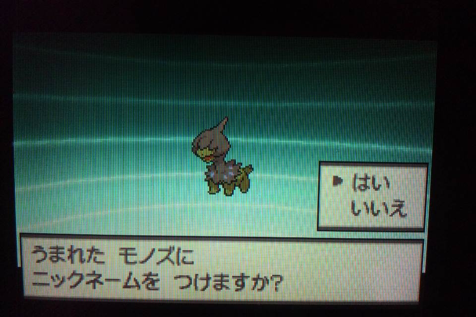 色違いモノズ 青いデルビルのポケモン日記