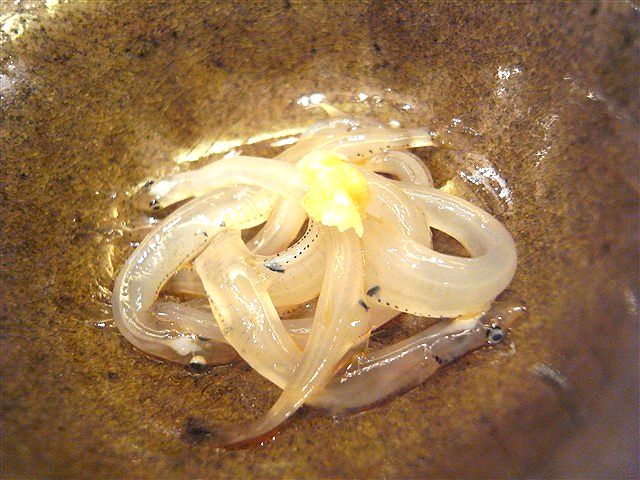 『粋』_c0116714_16154039.jpg