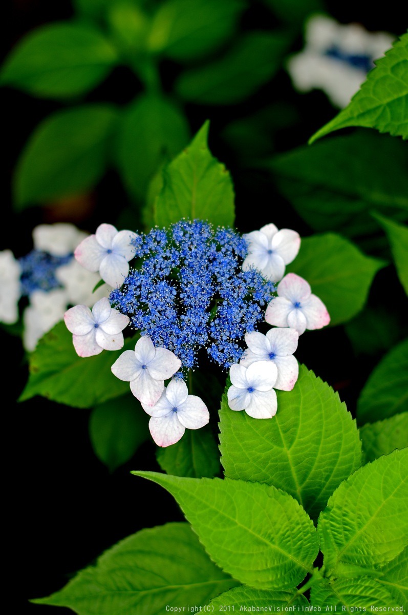 あじさい 紫陽花 アジサイ_b0065730_18113414.jpg
