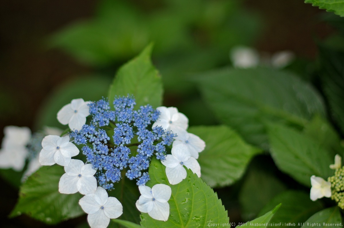 あじさい 紫陽花 アジサイ_b0065730_1811525.jpg