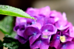 あじさい 紫陽花 アジサイ_b0065730_1854826.jpg