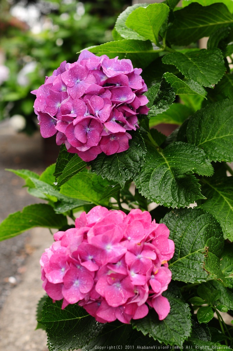 あじさい 紫陽花 アジサイ_b0065730_1872597.jpg