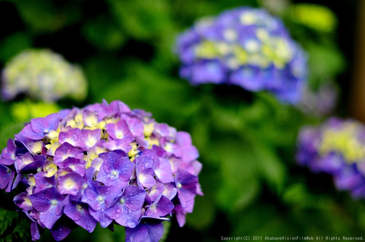 あじさい 紫陽花 アジサイ_b0065730_1895947.jpg