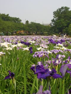 赤堀の広大菖蒲園の感想_f0161931_11154814.jpg