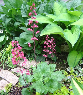 ヒューケラの花 みどりに囲まれる幸せ