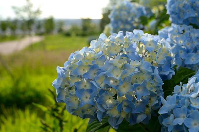e0055138_11363635.jpg
