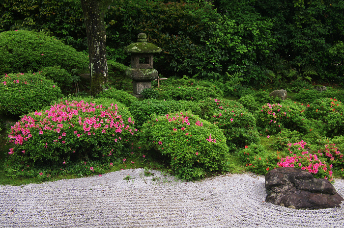 金福寺のサツキ_f0155048_0102743.jpg