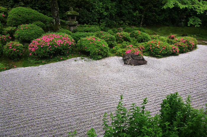 金福寺のサツキ_f0155048_0103315.jpg