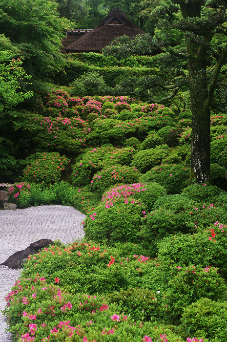 金福寺のサツキ_f0155048_0111985.jpg