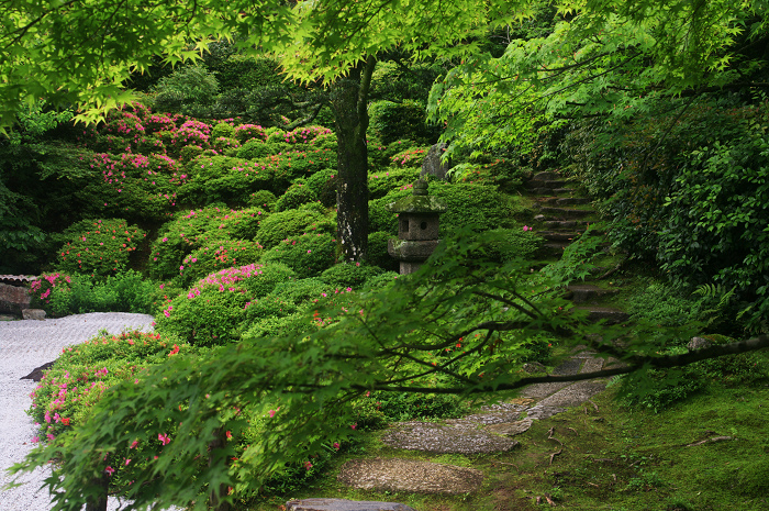 金福寺のサツキ_f0155048_0113952.jpg