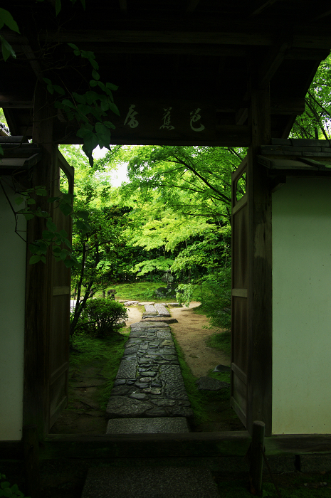金福寺のサツキ_f0155048_08055.jpg