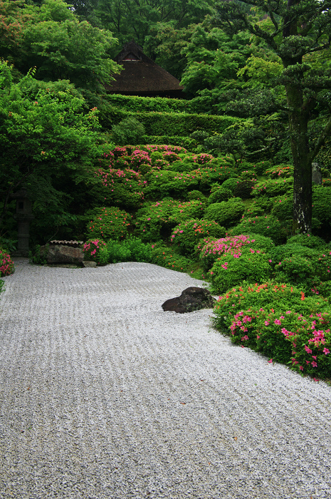 金福寺のサツキ_f0155048_083591.jpg