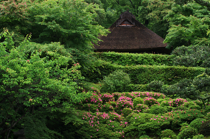 金福寺のサツキ_f0155048_085587.jpg