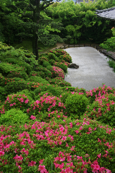 金福寺のサツキ_f0155048_091278.jpg