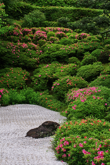 金福寺のサツキ_f0155048_0965.jpg