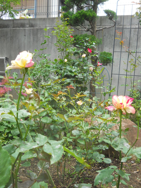 c0107149_9213294.jpg