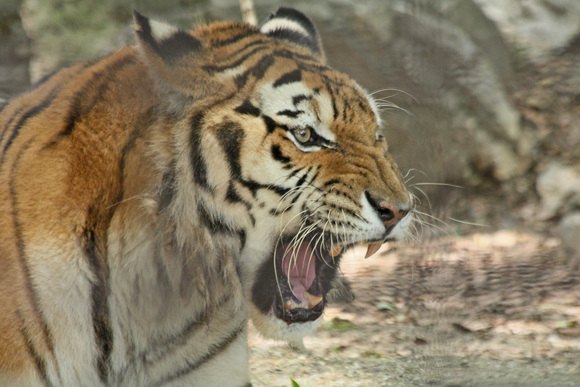 ルビリンさんは 御機嫌斜め 動物園ありマス