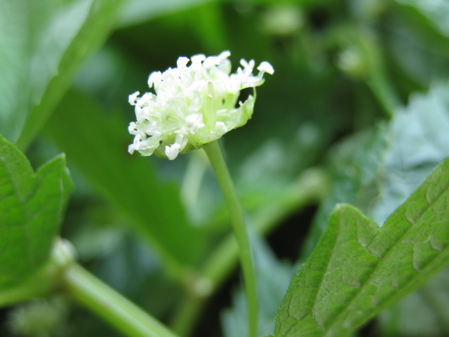 なんの花でしょうか？_a0183257_22504063.jpg