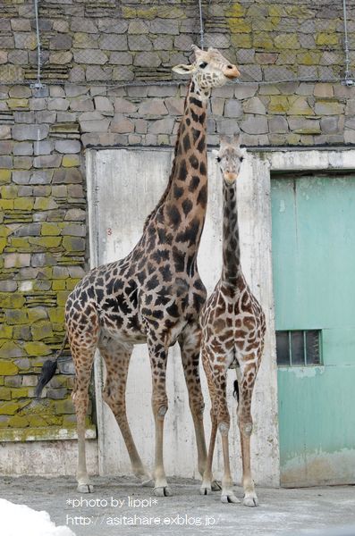 ナナコ ユウマおめでとう マサイキリンの赤ちゃん誕生 動物園でお散歩