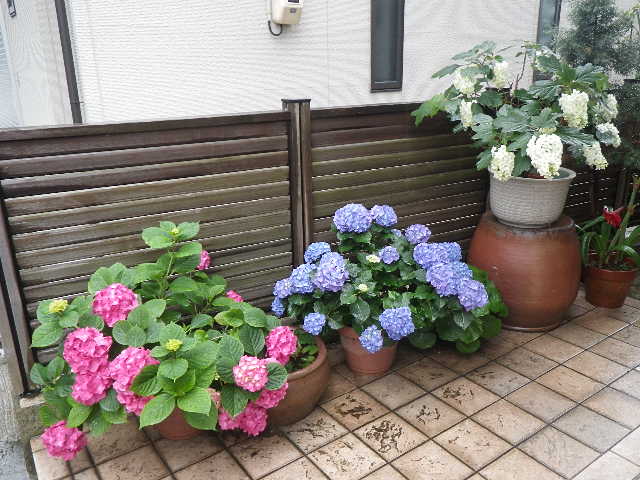 玄関前の紫陽花たち 介護の合間に走ろう