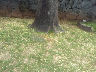 c0180460_8103030.jpg
