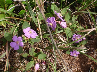 c0180460_88060.jpg