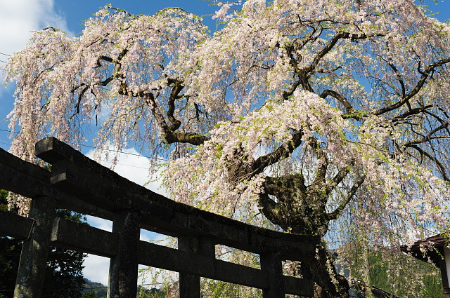 虚空蔵尊 ~枝垂桜~_f0222161_22231914.jpg