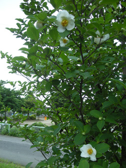 夏 椿(シャラノキ)_a0044064_20112043.jpg