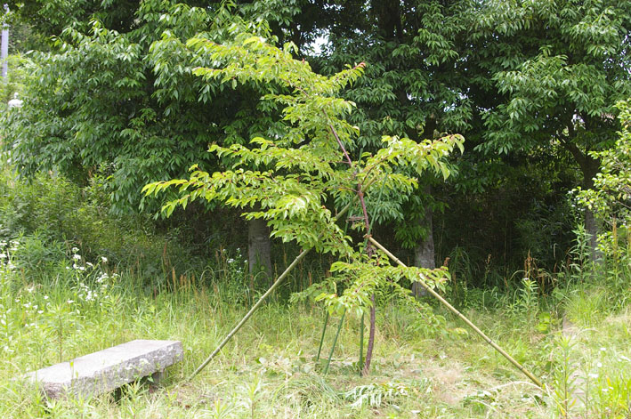 野口初太郎翁頌徳碑・建立地の河津桜の周囲を下草刈り_c0014967_11232255.jpg