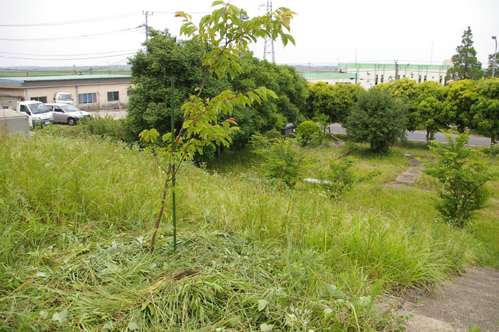 野口初太郎翁頌徳碑・建立地の河津桜の周囲を下草刈り_c0014967_11262160.jpg