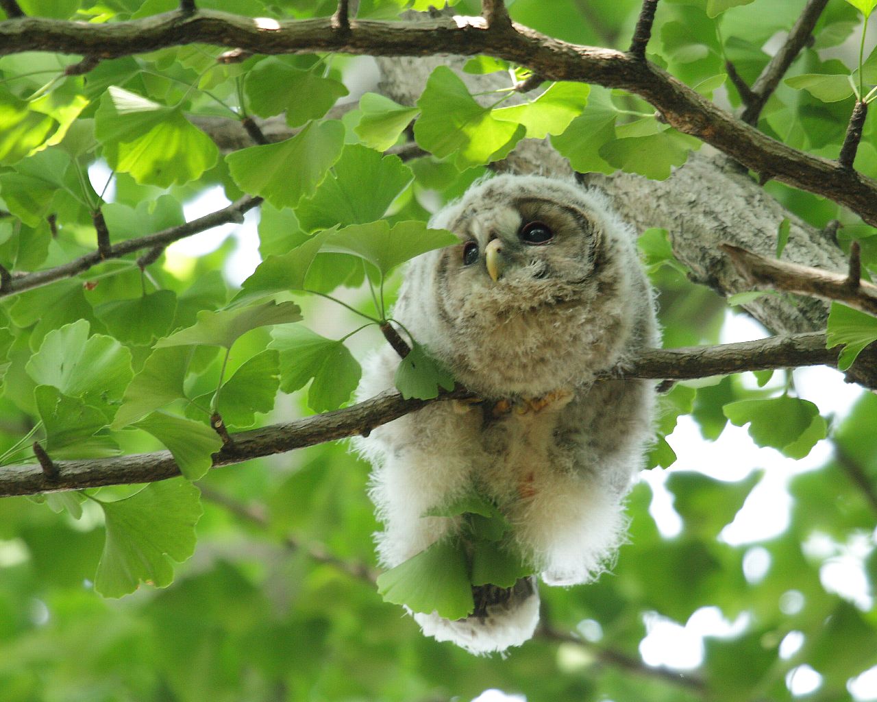 可愛いフクロウの雛ちゃんをもう一枚 Life With Birds 3