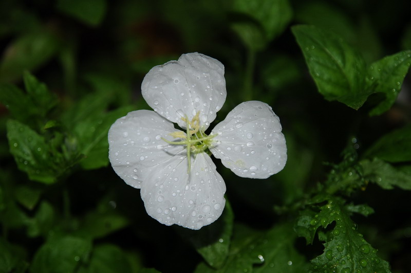 月見草の花は何色 きままなシニアライフ日記 Photo Diary 月見草の花は何色 きままなシニアライフ日記 Photo Diary