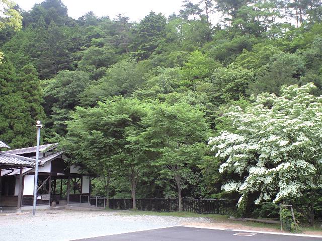 名物むぎとろ　鹿ヶ壺山荘＠安富町（旧宍粟郡） _f0051283_1147541.jpg