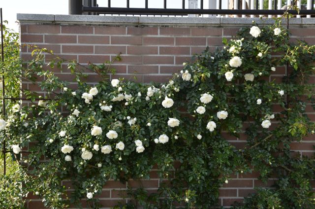 Rose wall_d0233085_2116979.jpg