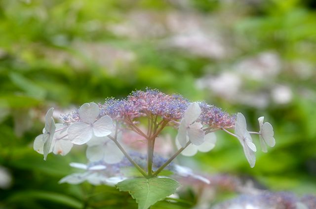 長居植物園の紫陽花_e0156387_2040327.jpg